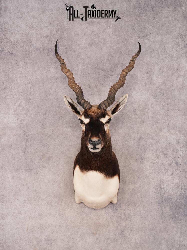 Black Buck SKU 3476