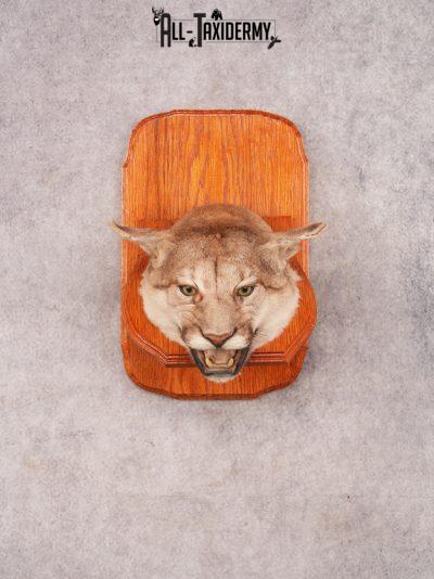 Cougar Head Mount SKU 3443