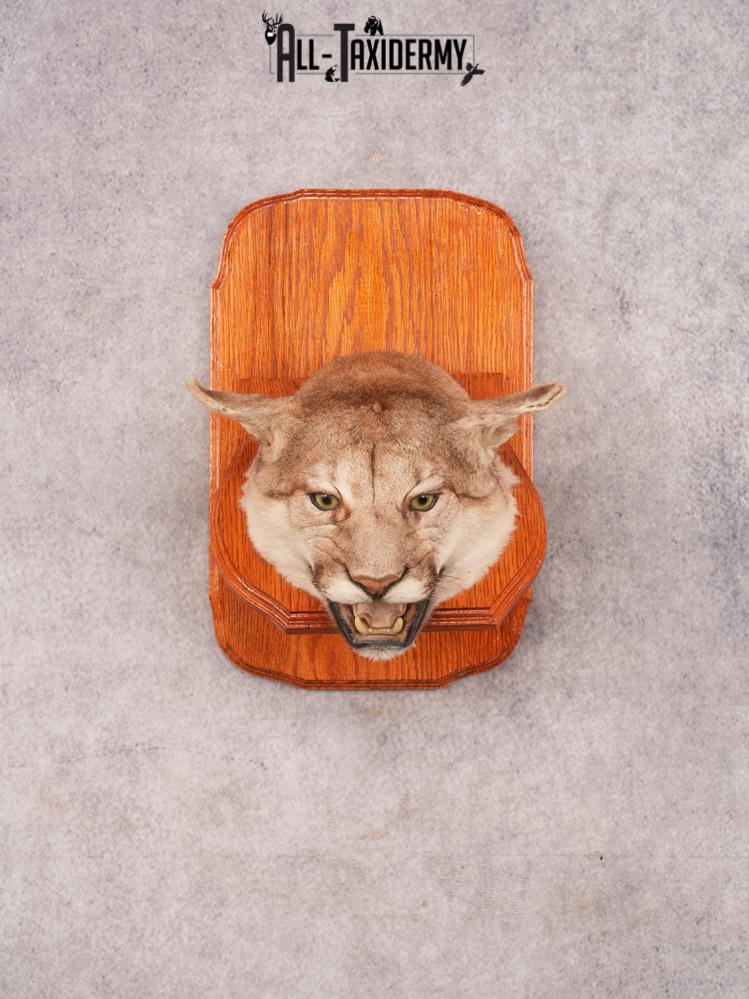 Cougar Head Mount SKU 3443