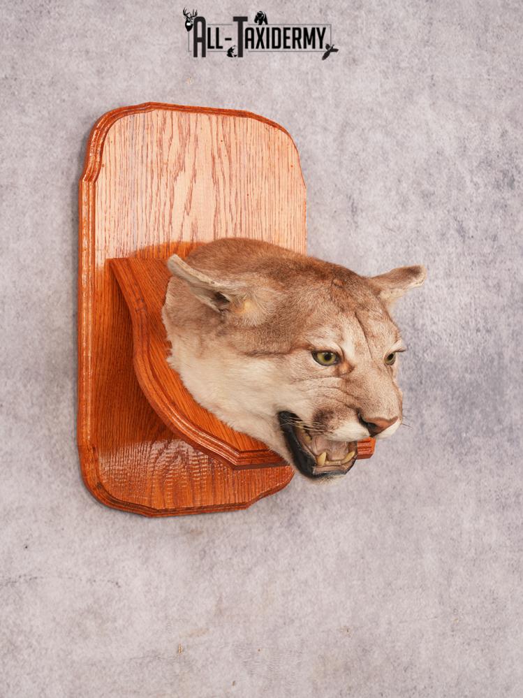 Cougar Head Mount SKU 3443 - Image 6