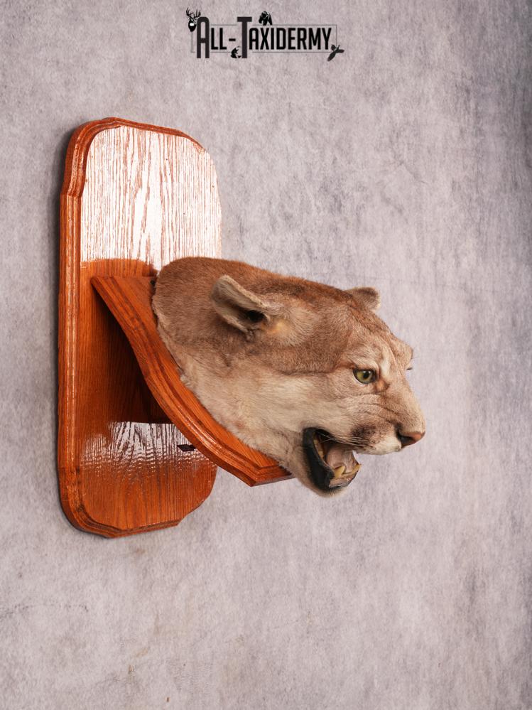 Cougar Head Mount SKU 3443 - Image 5