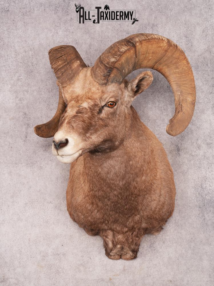 Rocky Mountain Bighorn SKU 3440