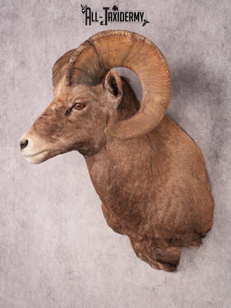 Rocky Mountain Bighorn SKU 3440 - Image 10