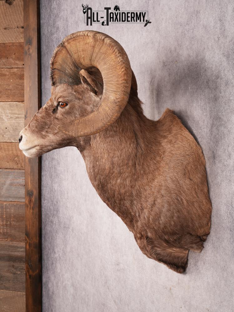 Rocky Mountain Bighorn SKU 3440 - Image 9