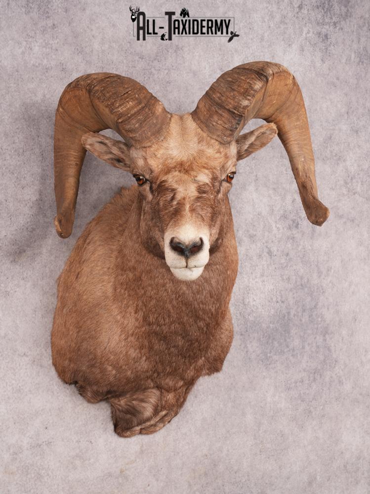 Rocky Mountain Bighorn SKU 3440 - Image 8