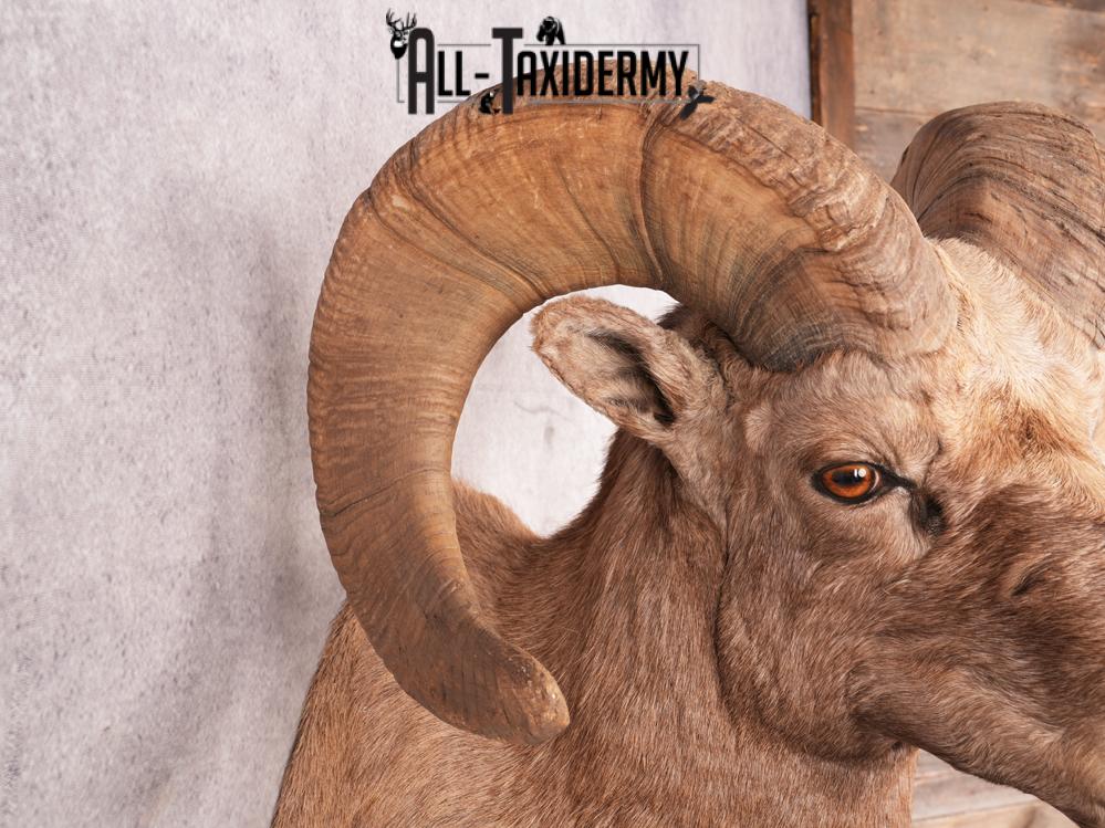 Rocky Mountain Bighorn SKU 3440 - Image 2