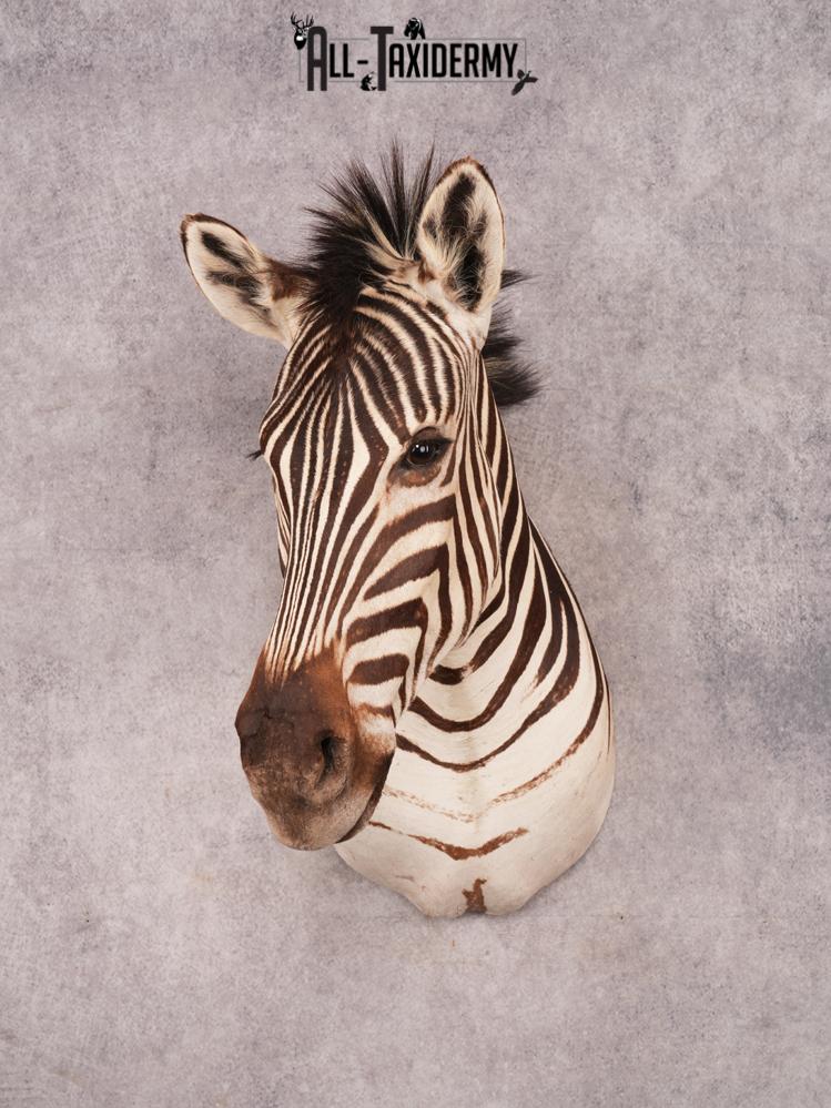 African Burchell Zebra Shoulder Mount SKU 3260