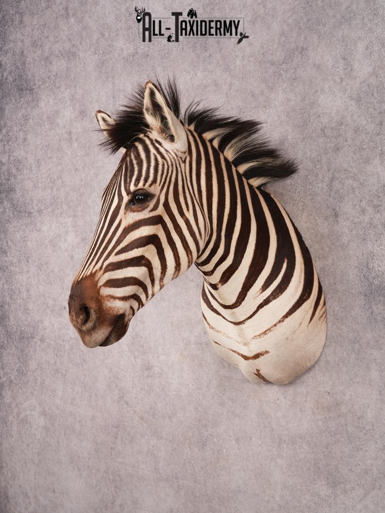 African Burchell Zebra Shoulder Mount SKU 3260 - Image 11