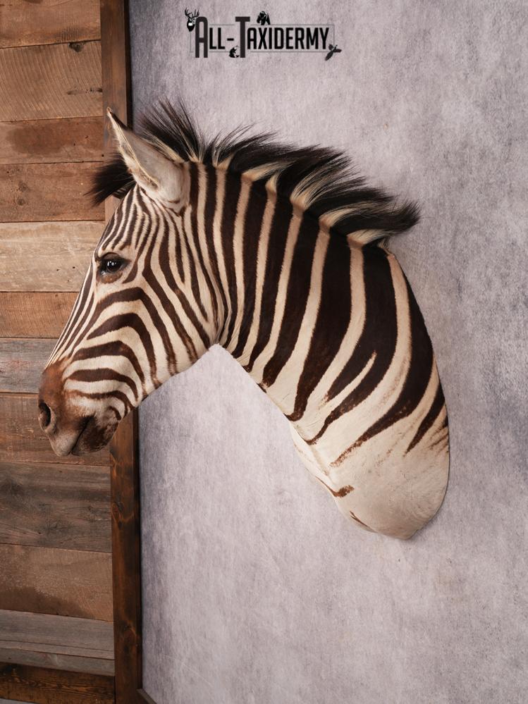 African Burchell Zebra Shoulder Mount SKU 3260 - Image 10