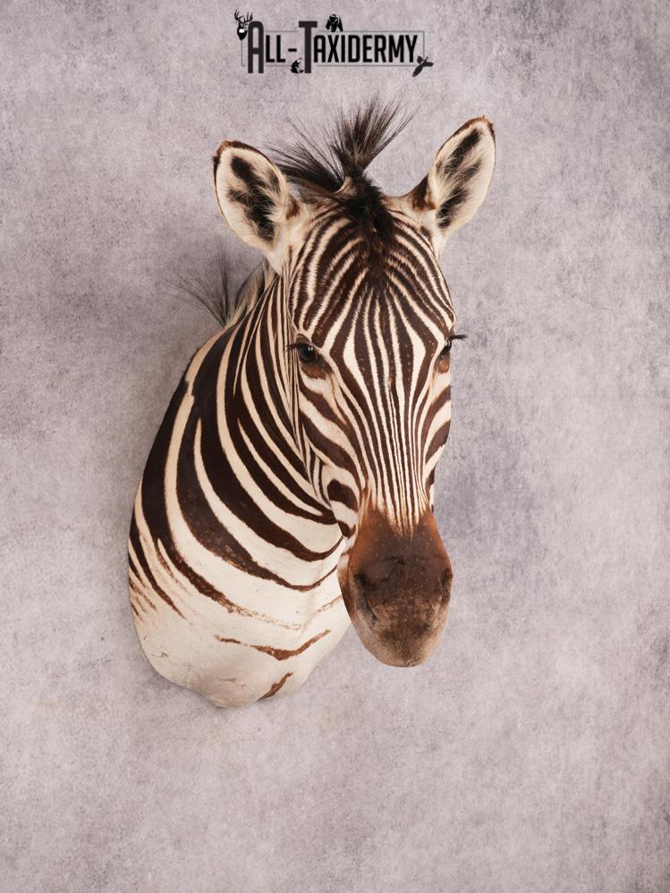African Burchell Zebra Shoulder Mount SKU 3260 - Image 9