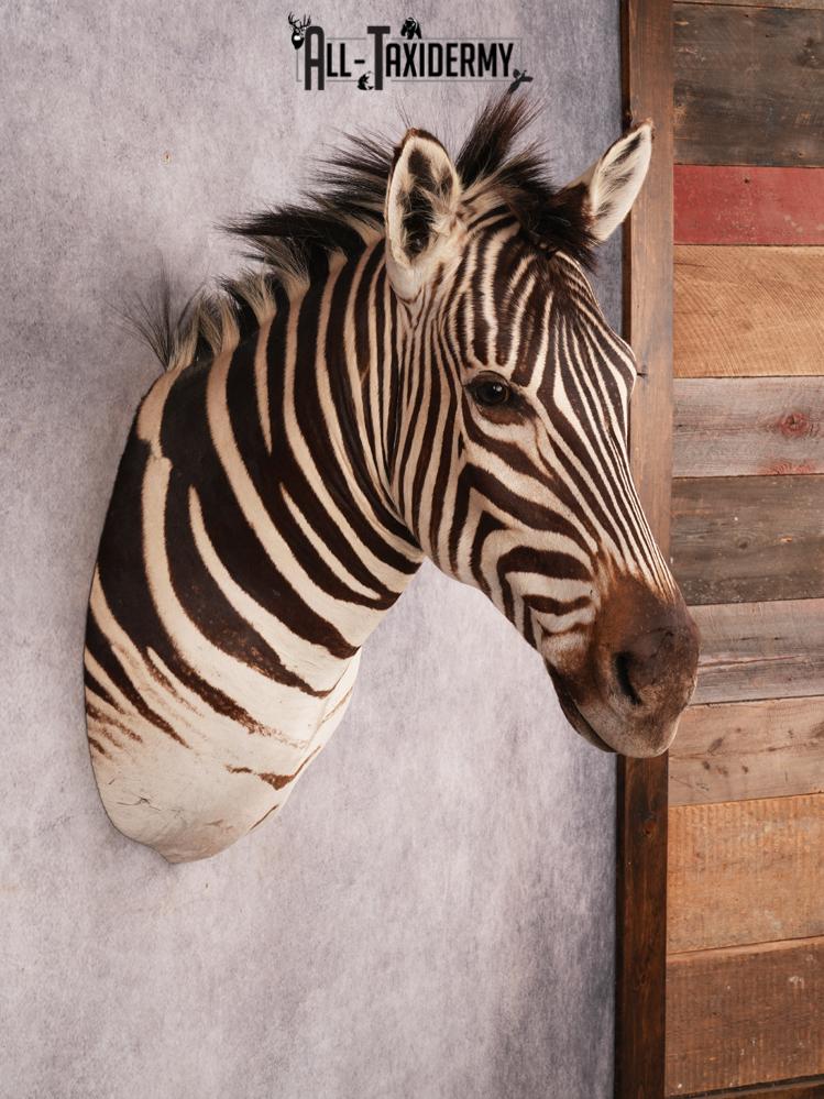 African Burchell Zebra Shoulder Mount SKU 3260 - Image 8