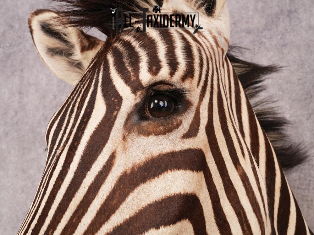 African Burchell Zebra Shoulder Mount SKU 3260 - Image 7