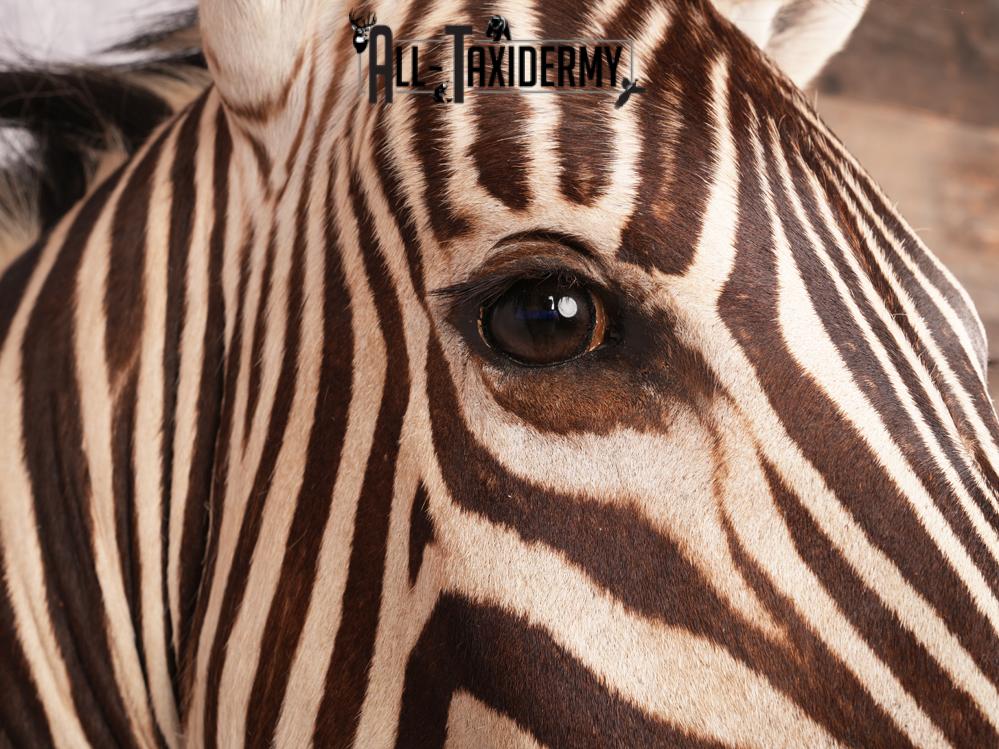 African Burchell Zebra Shoulder Mount SKU 3260 - Image 4