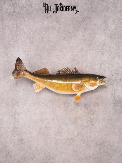 Walleye Mount SKU 3452