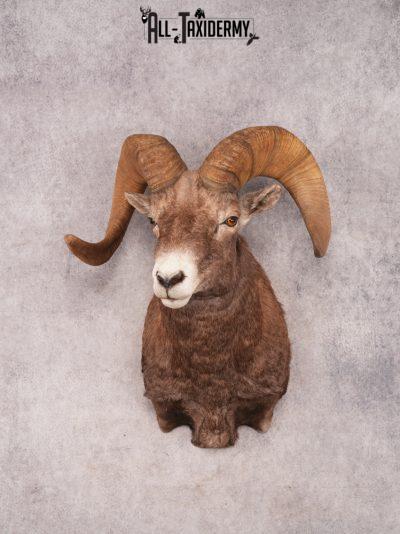 Rocky Mountain Bighorn SKU 3441