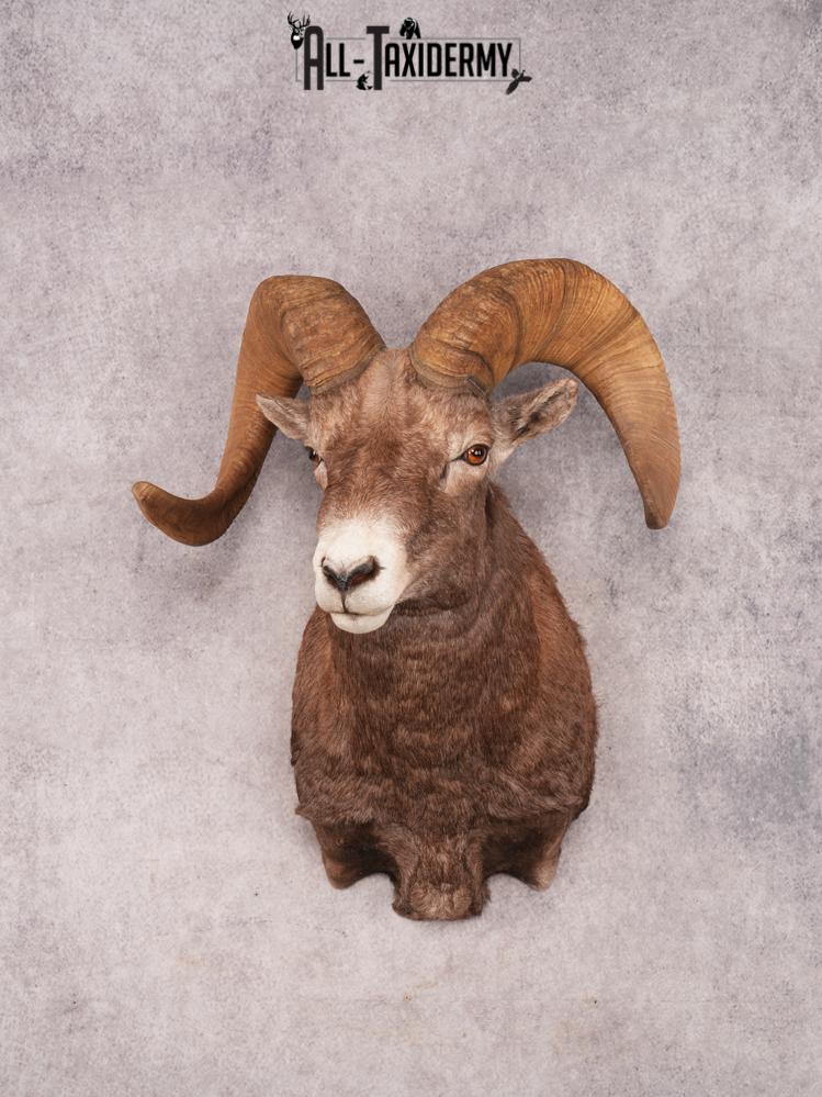 Rocky Mountain Bighorn SKU 3441