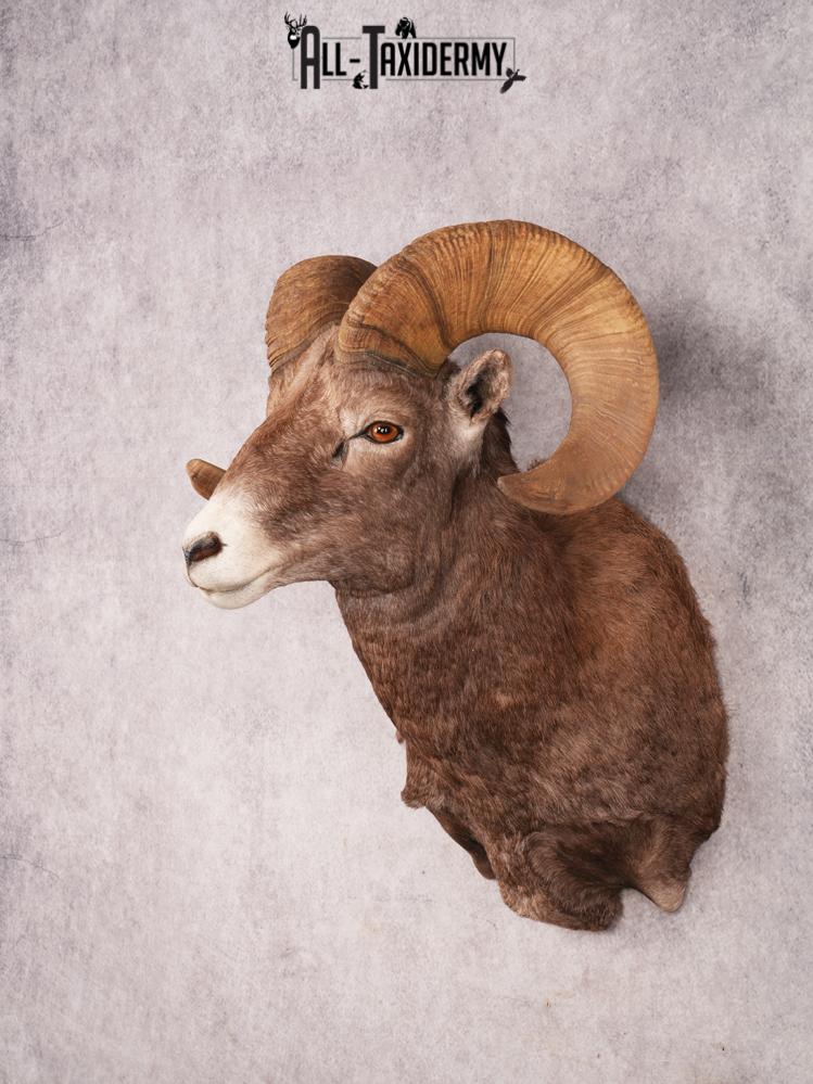 Rocky Mountain Bighorn SKU 3441 - Image 11