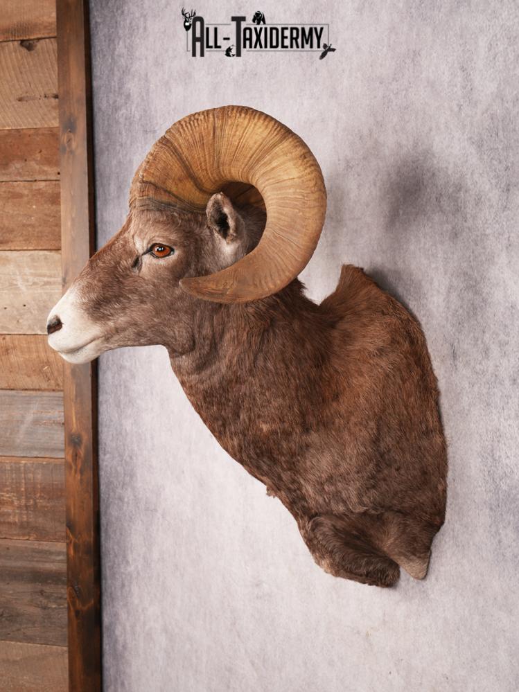 Rocky Mountain Bighorn SKU 3441 - Image 10