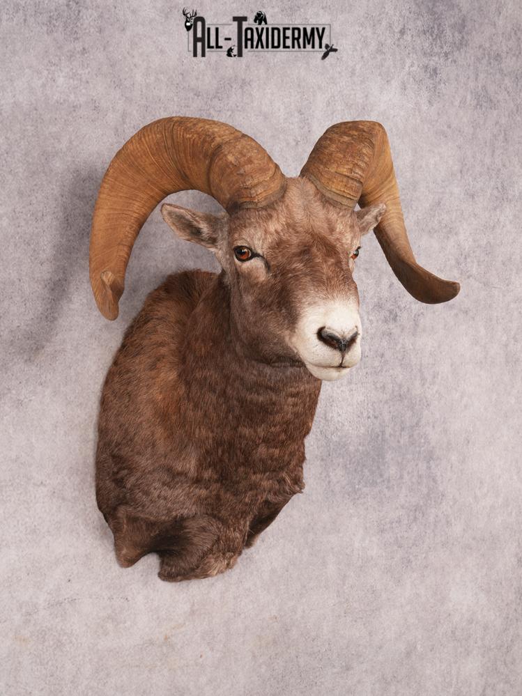 Rocky Mountain Bighorn SKU 3441 - Image 9