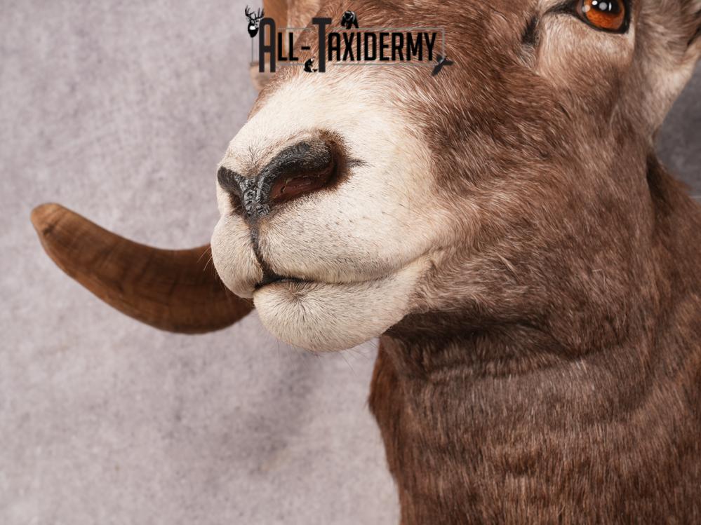 Rocky Mountain Bighorn SKU 3441 - Image 6