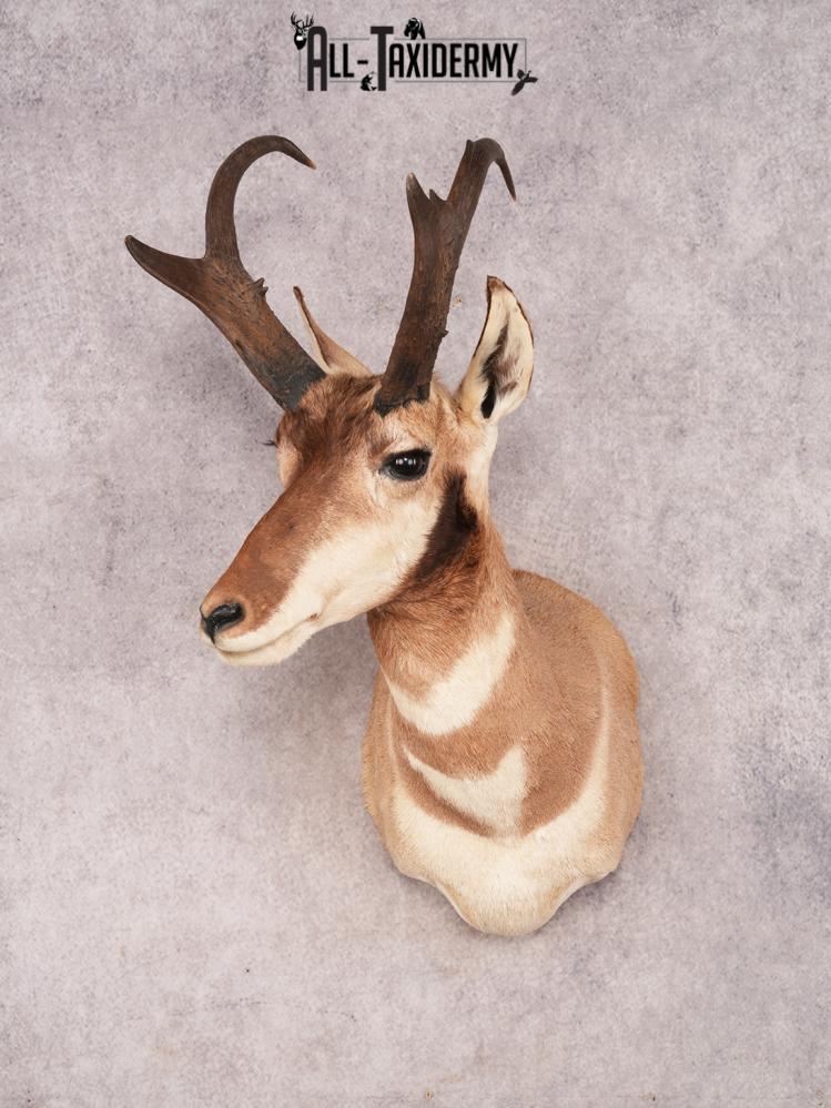 Pronghorn Antelope SKU 3282