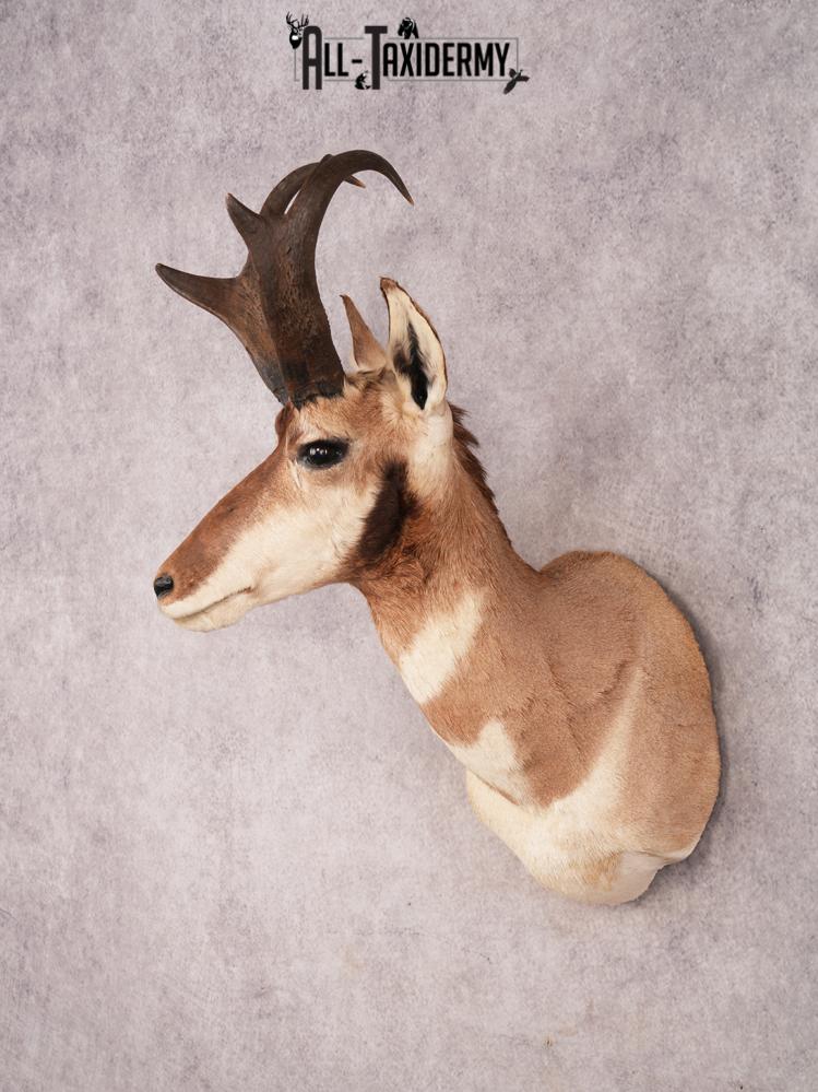 Pronghorn Antelope SKU 3282 - Image 11