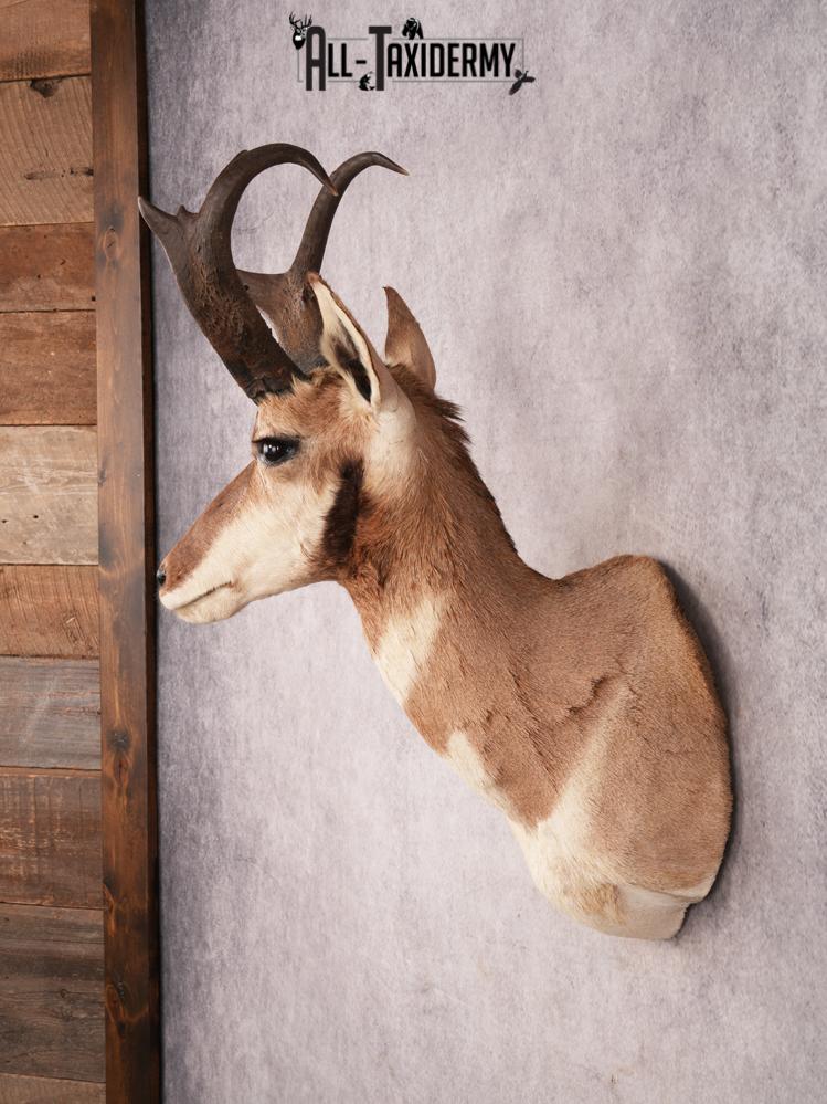 Pronghorn Antelope SKU 3282 - Image 10