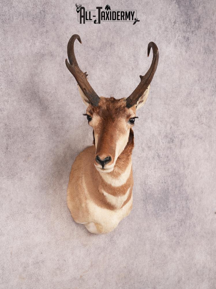 Pronghorn Antelope SKU 3282 - Image 9