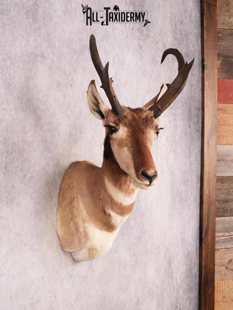 Pronghorn Antelope SKU 3282 - Image 8