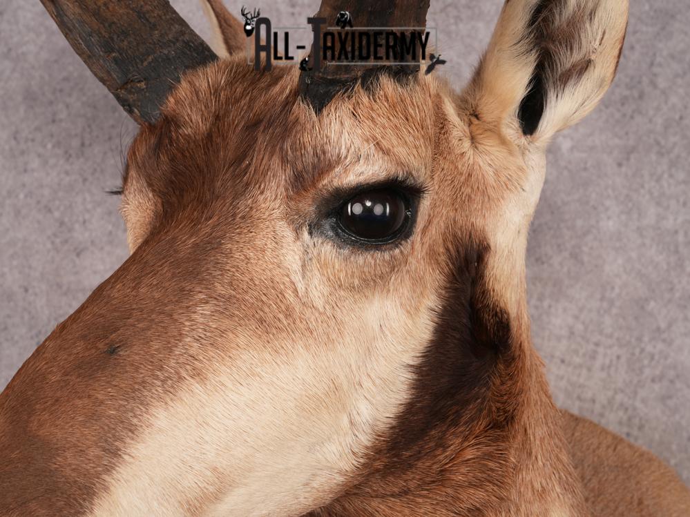 Pronghorn Antelope SKU 3282 - Image 7
