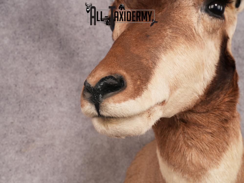 Pronghorn Antelope SKU 3282 - Image 6