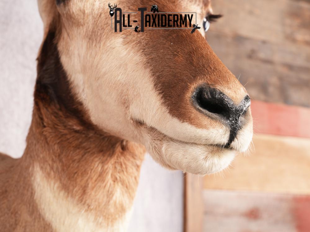 Pronghorn Antelope SKU 3282 - Image 4