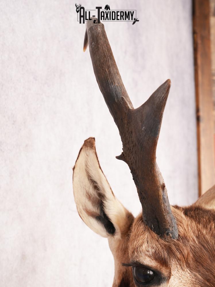 Pronghorn Antelope SKU 3282 - Image 3