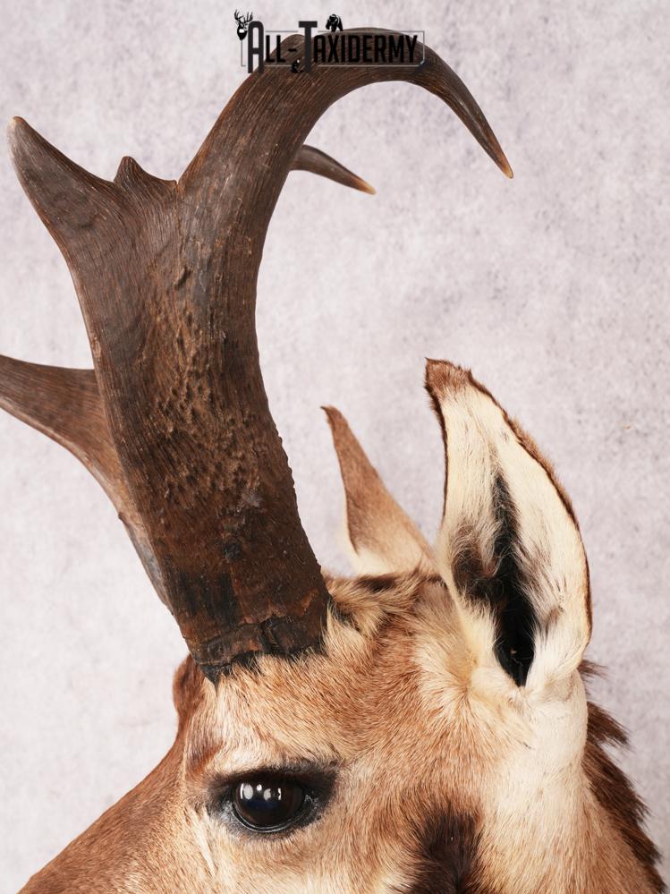 Pronghorn Antelope SKU 3282 - Image 2