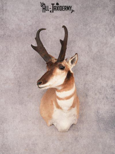Pronghorn Shoulder Mount SKU 3450