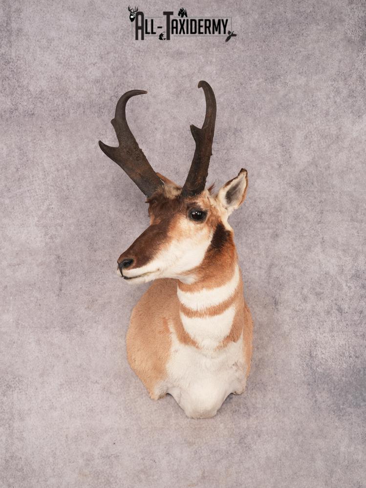 Pronghorn Shoulder Mount SKU 3450