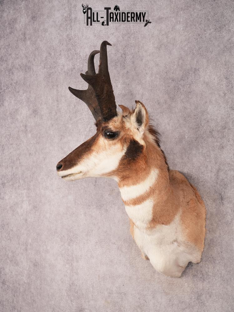 Pronghorn Shoulder Mount SKU 3450 - Image 11