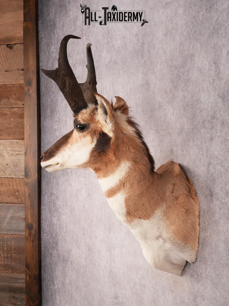 Pronghorn Shoulder Mount SKU 3450 - Image 10
