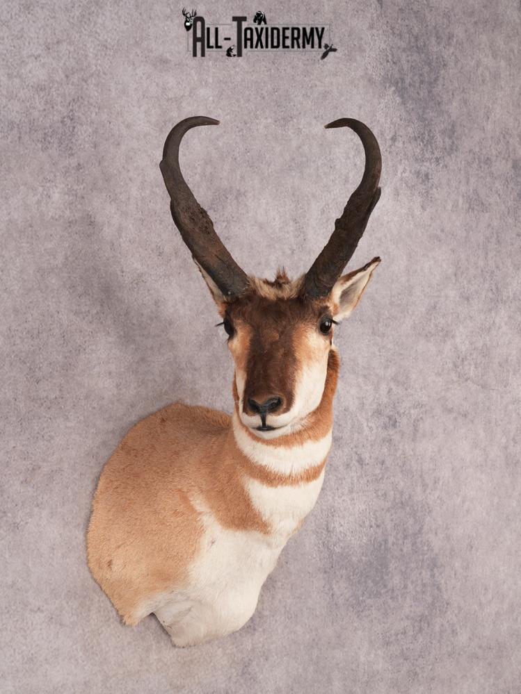 Pronghorn Shoulder Mount SKU 3450 - Image 9