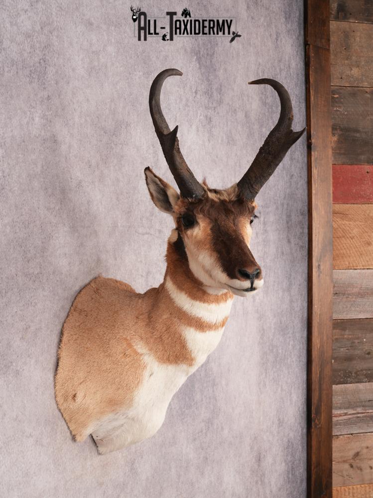 Pronghorn Shoulder Mount SKU 3450 - Image 8