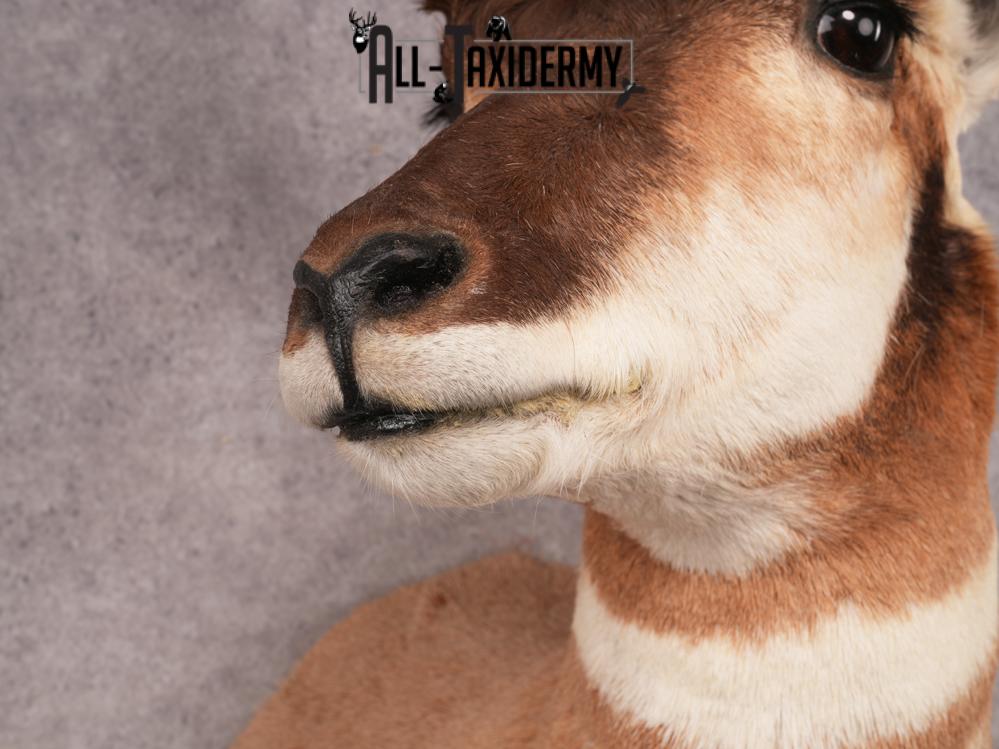 Pronghorn Shoulder Mount SKU 3450 - Image 6
