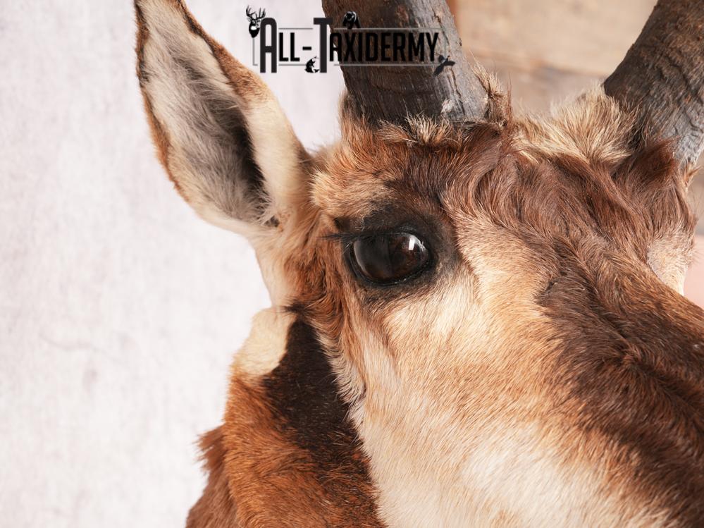 Pronghorn Shoulder Mount SKU 3450 - Image 4
