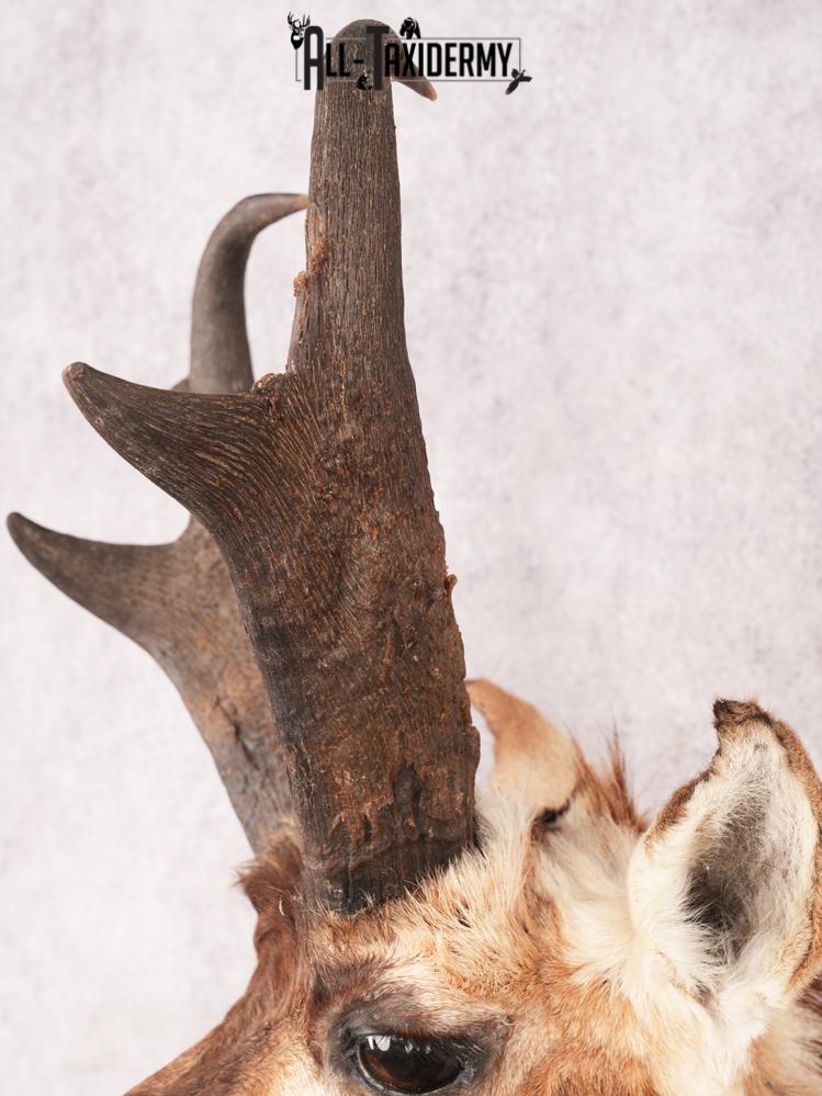 Pronghorn Shoulder Mount SKU 3450 - Image 2
