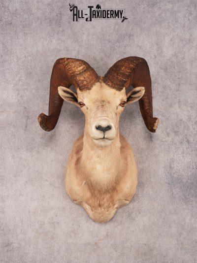 Desert Bighorn Sheep SKU 3439
