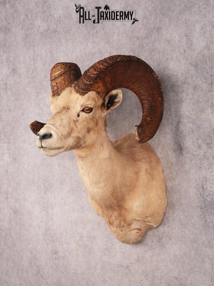Desert Bighorn Sheep SKU 3439 - Image 11