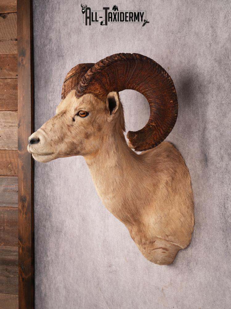 Desert Bighorn Sheep SKU 3439 - Image 10