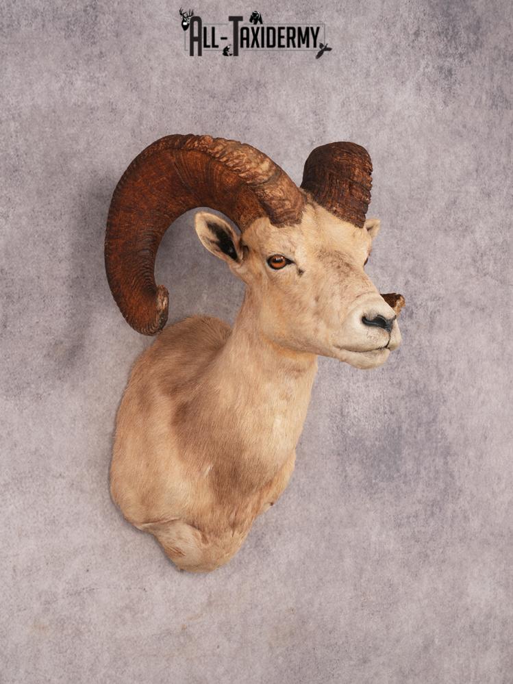 Desert Bighorn Sheep SKU 3439 - Image 9