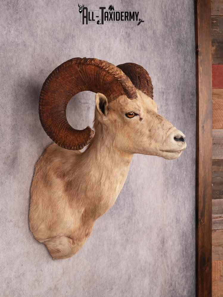 Desert Bighorn Sheep SKU 3439 - Image 8