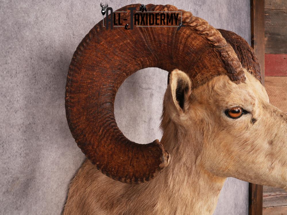 Desert Bighorn Sheep SKU 3439 - Image 3