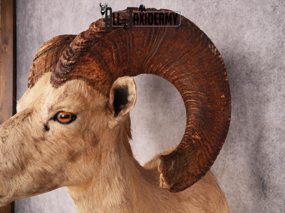 Desert Bighorn Sheep SKU 3439 - Image 2